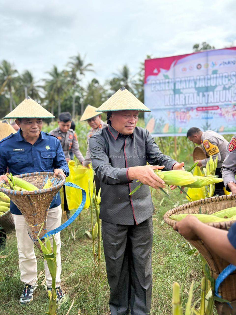 Panen Raya Jagung Kuartal IV Serentak : Petani Untung, Pangan Tumbuh!