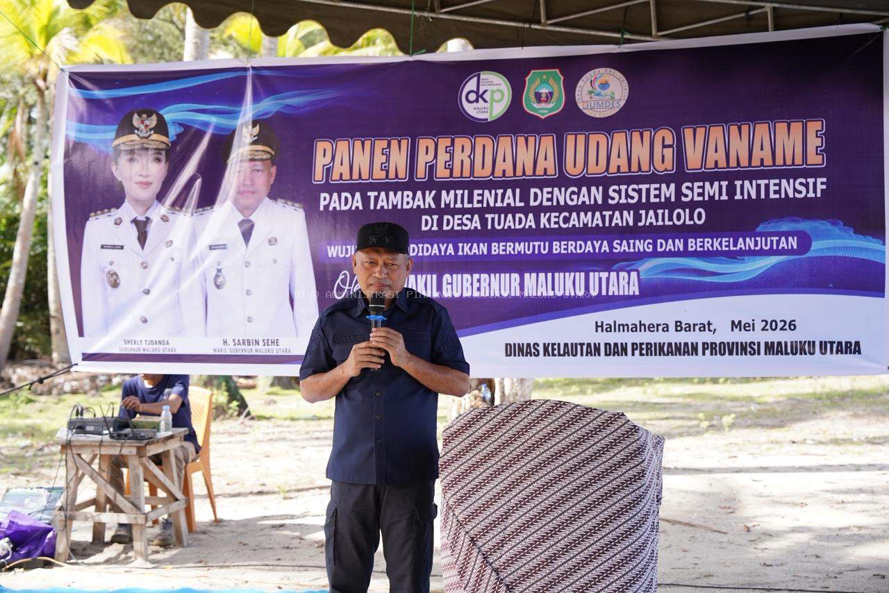 Tembus 1,5 Ton! Pemprov Malut Panen Perdana Udang Vaname di Desa Tuada